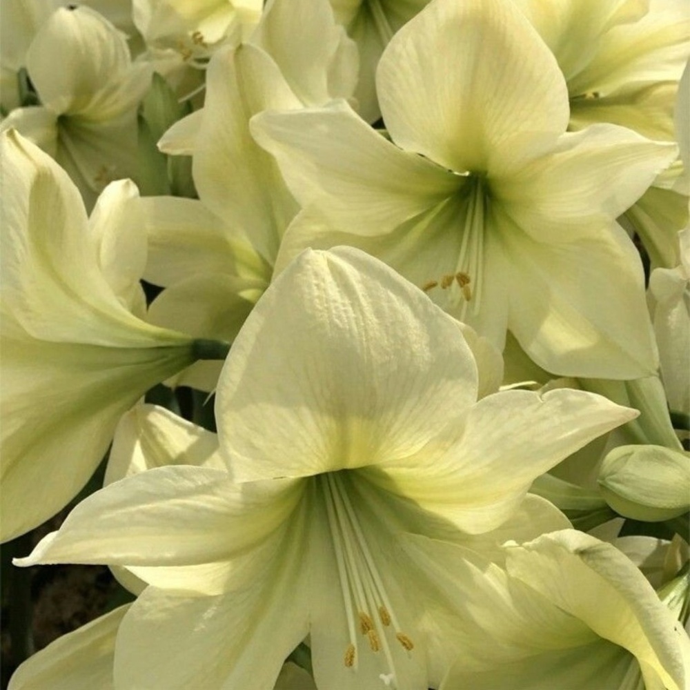 Lemon Star Amaryllis SEEDS 6 seeds in total